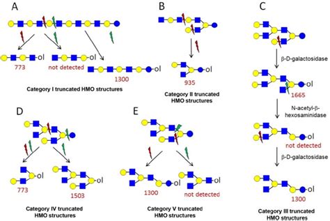 The formation of truncated oligosaccharide structures in the human milk... | Download Scientific ...