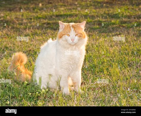 Long Haired Ginger White Cat High Resolution Stock Photography and ...