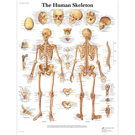 Human Skeleton Poster | Human Skeleton Chart | Paper