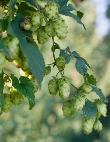 Choosing Hops for Beer Brewing | CAC