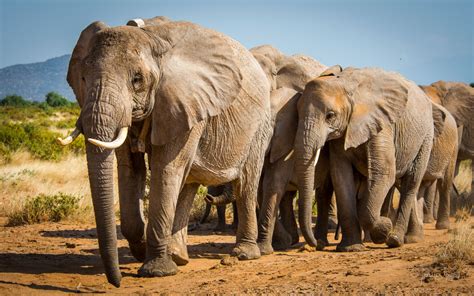 10 Facts about Elephants - Fact Expert