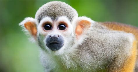 Squirrel Monkey - A-Z Animals