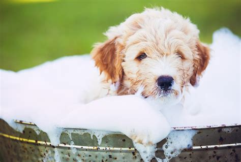 Why Are Dogs Afraid Of Having Baths