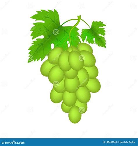 Vector Illustration of Realistic Green Grapes Isolated on a White Background Stock Vector ...