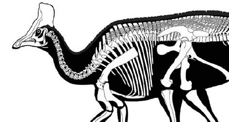 Outlining Olorotitan | Smithsonian