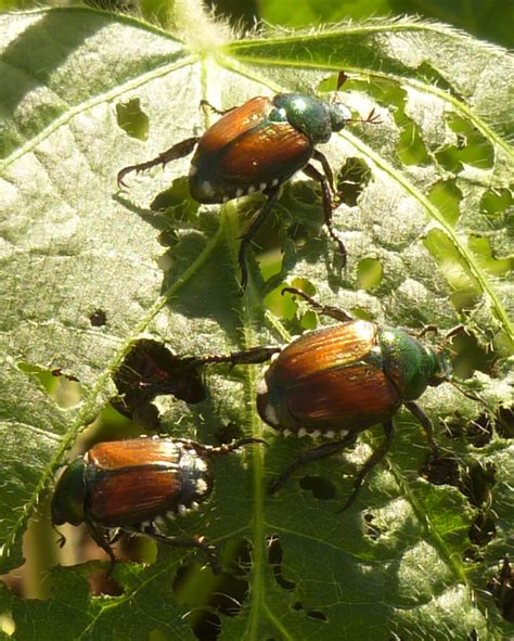 Three Things Very Dull Indeed: Japanese Beetle Trap, Part 2