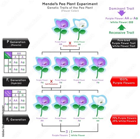 Flower Color Genetic Trait Pea Plant Mendel Experiment Infographic Diagram cross pollination ...