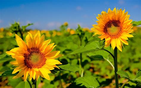 Hơn 999 Sunflower desktop backgrounds với nhiều kiểu dáng và màu sắc khác nhau