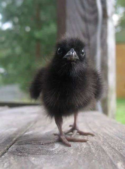 What do baby crows look like? - Gulo in Nature