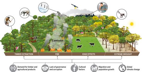 Invisible destruction: 38% of remaining Amazon forest already degraded