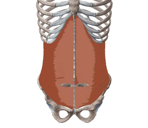 Transverse Abdominis – The Natural Corset Around Your Waist — CS Pilates