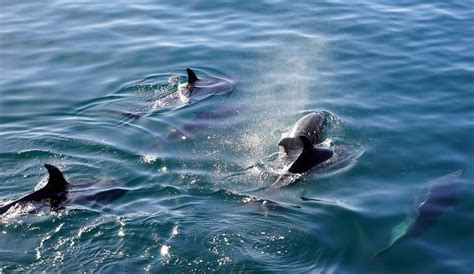 Photos of Destin Dolphin Tours - Destin, FL Dolphin Tours