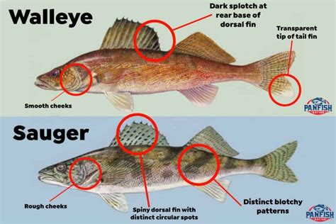 Sauger vs Walleye - Learn These Differences and Catch More! • Panfish Nation