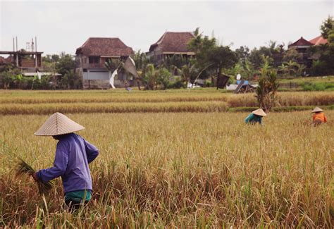 Rice Harvest — The Travelling Light