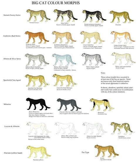 Cat Color Meanings at TANRYDERBLOG Blog