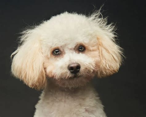 What Medical Problems Malteses Poodle Prone To