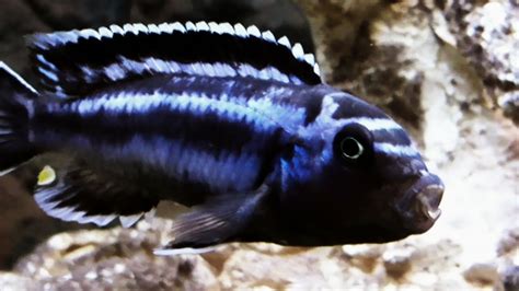 Electric Blue Johanni cichlid Aggressive Malawi Mbuna 4k - YouTube