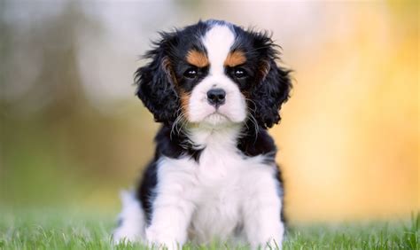 Cavalier King Charles Puppies 2022 Mini Wall Calendar | ubicaciondepersonas.cdmx.gob.mx