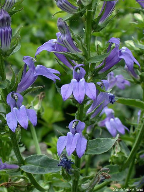 Lobelia siphilitica (Blue Lobelia): Minnesota Wildflowers