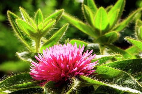 Pink Gomphrena Flower Photograph by Raul Rodriguez - Fine Art America