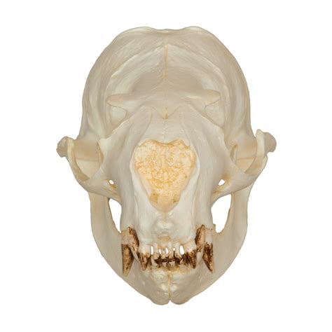 Replica Steller Sea Lion Skull (Female) For Sale – Skulls Unlimited ...