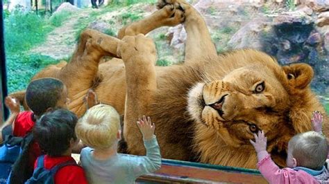 Funny Animals & Kids at the Zoo - Funny Zoo Animals - Funny Animals Trol...