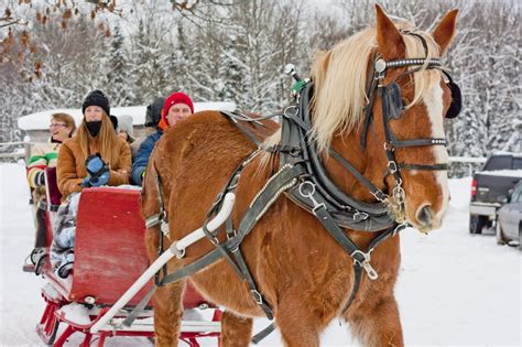 One Horse Open Sleigh | Back of Beyond Equine Centre