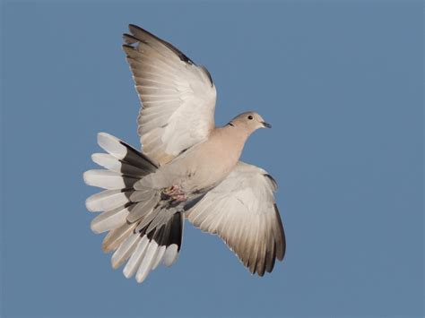 Eurasian Collared-Dove | Celebrate Urban Birds