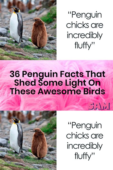 36 penguin facts that shed some light on these awesome birds – Artofit