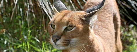 Caracal Facts | Five interesting Facts about the Caracal