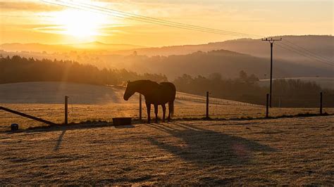 HD wallpaper: field, sunset, horse | Wallpaper Flare