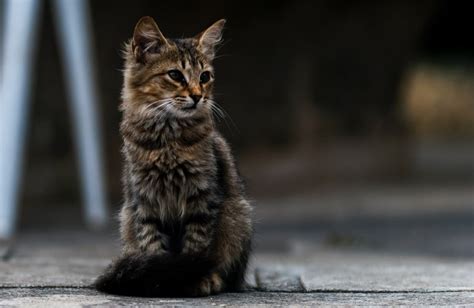 15 Small Cat Breeds in the World