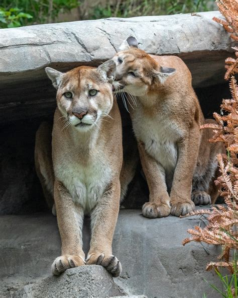 Cougars Pictures | Download Free Images on Unsplash