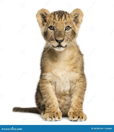 Lion Cub Sitting, Looking At The Camera, 10 Weeks Old, Isolated Royalty Free Stock Image - Image ...