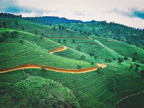 Teasenz — Sri Lanka Tea History: Discover Ceylon Tea Culture...