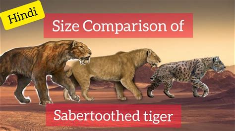 Saber Tooth Tiger Size Comparison