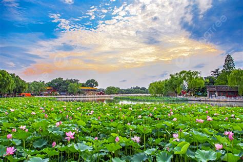 Beijing Landmark Beihai Park Lotus Travel Photography Map With Pictures Background And Picture ...