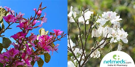 Kachnar: Health Benefits, Nutrition Values, Ayurvedic Uses, Dosage ...