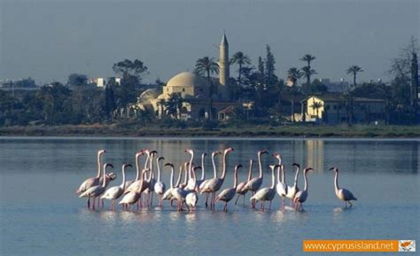 Larnaca Salt Lake | Cyprus Island