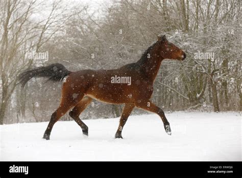 brown horse in driving snow Stock Photo - Alamy