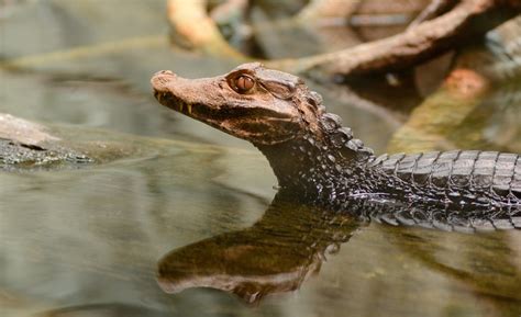 Dwarf Caiman Facts, Distribution, Habitat, Diet, Pictures