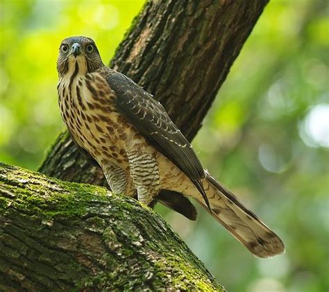 Crested goshawk – Chim Cảnh Việt