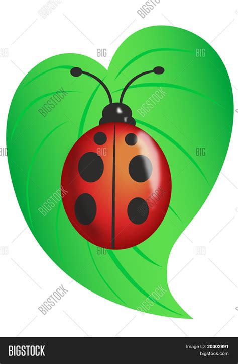 Drawing Ladybug On Image & Photo (Free Trial) | Bigstock