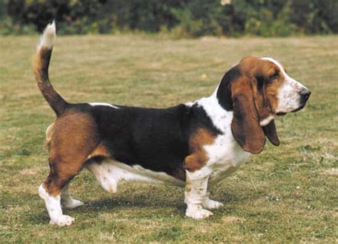 Reputable Basset Hound Breeders - Sharda'sDog World