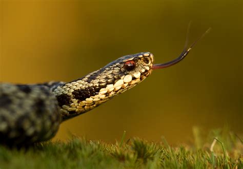 Adder | Snake | Scottish Wildlife | Scottish Wildlife Trust