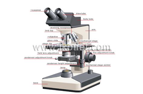 science > physics: optics > magnifying glass and microscopes > binocular microscope image ...