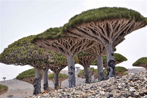 Dragons Blood Tree at Socotra Island, Yemen