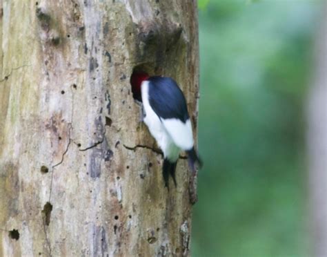 Life and Wildlife along the Little Buffalo River | a daily journal of natural events – empahsis ...