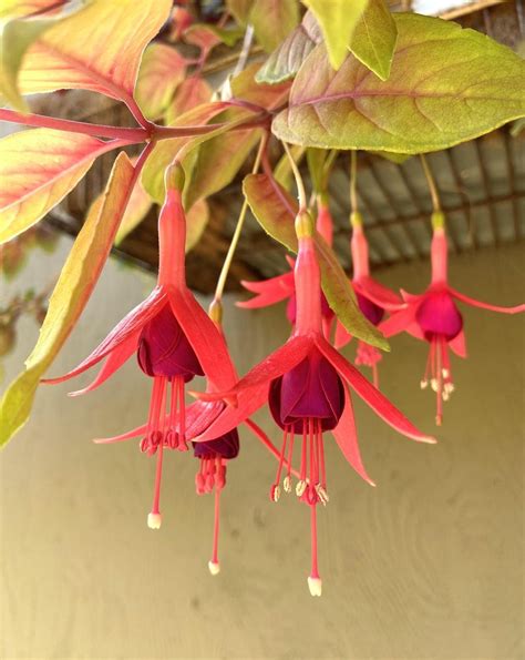 Fuchsias