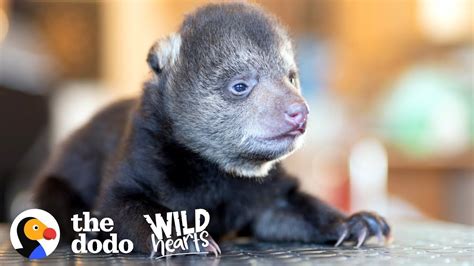 Tiniest Rescued Black Bear Cub Grows Up To Be CUTE | The Dodo Wild Hearts - YouTube